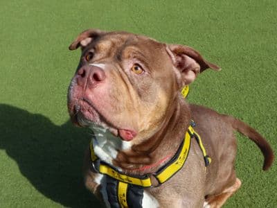 Mali — Terrier (Staffordshire Bull) Cross