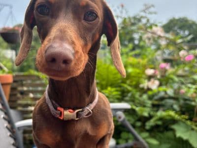 Lily — Dachshund (Miniature Smooth Haired)