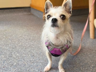 Pixie — Chihuahua (Long Coat) Cross