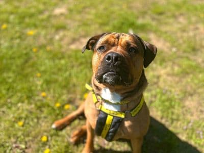 Bella — Terrier (Staffordshire Bull) Cross