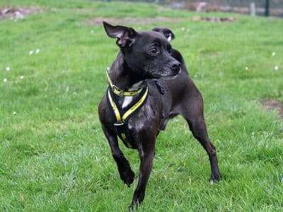 Taz — Terrier (Patterdale) Cross