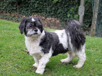 Blaze — Shih Tzu Cross