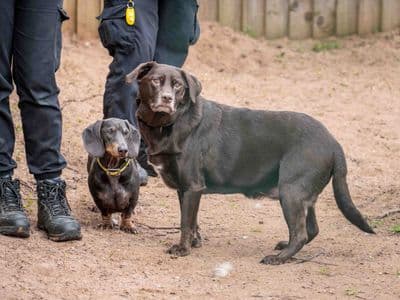 Lottie — Retriever (Labrador)