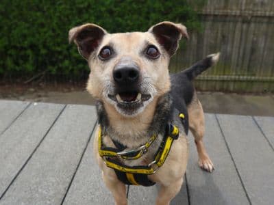 Clive — Terrier (Jack Russell)