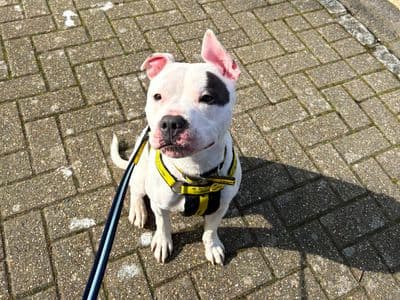 Keano — Terrier (Staffordshire Bull)