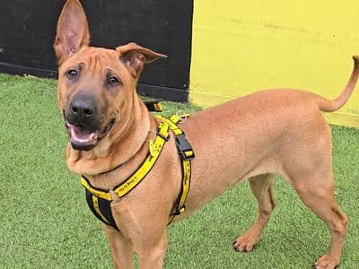 Mallow — Shar Pei Cross