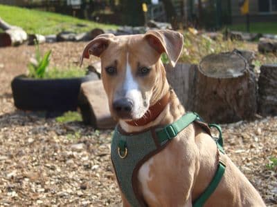 Narla — Lurcher