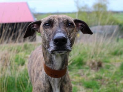 Bobbi — Lurcher