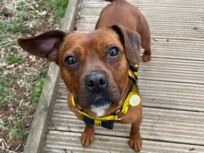 Fran — Staffordshire Bull Terrier Cross