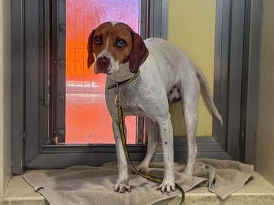 Latte — Foxhound Cross