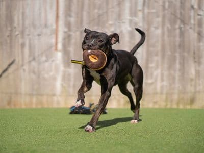 Lolly — Terrier (Staffordshire Bull)