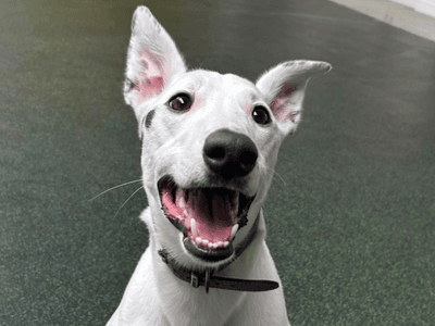 Scout — Whippet Cross