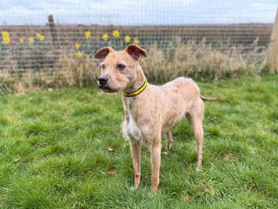 Pudding — Terrier (Patterdale) Cross