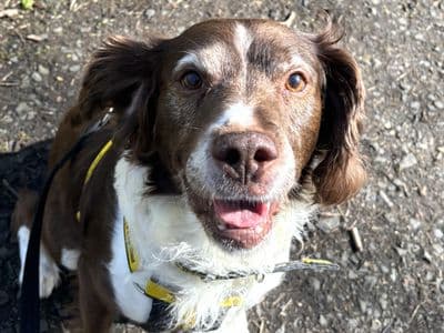 Moses — Spaniel (English Springer) Cross