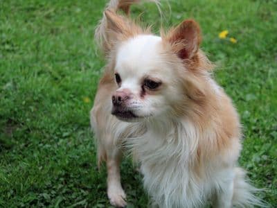 Bobby — Chihuahua (Long Coat) Cross