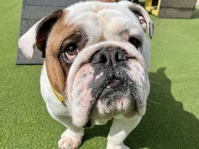 Spud — Bulldog