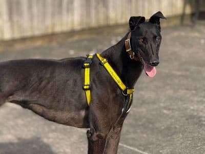 Shelly — Greyhound