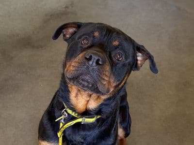 Cash — Rottweiler