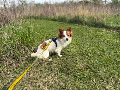 Popcorn — Chihuahua (Long Coat)