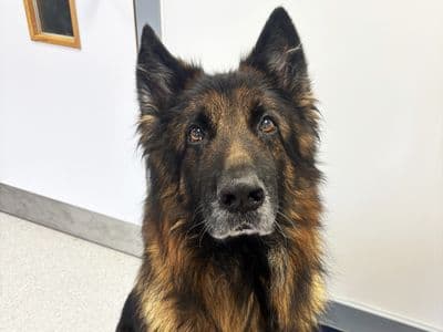 Mortimer — German Shepherd