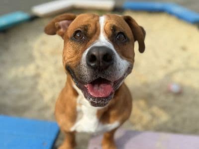 Sherlock — Terrier (Staffordshire Bull) Cross