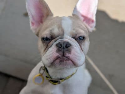 Maple — French Bulldog