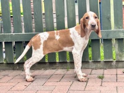 Mash — Pointer Cross