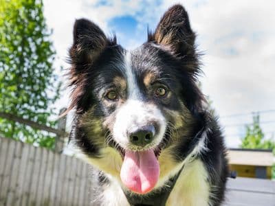 Barbie — Collie (Border)