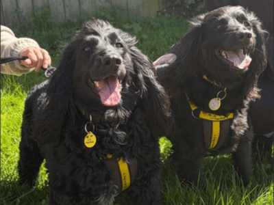 Gunner — Spaniel (Cocker) Cross
