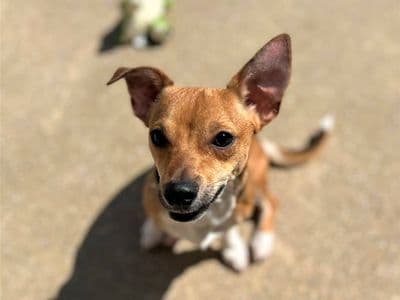 Ronnie — Chihuahua (Smooth Coat)