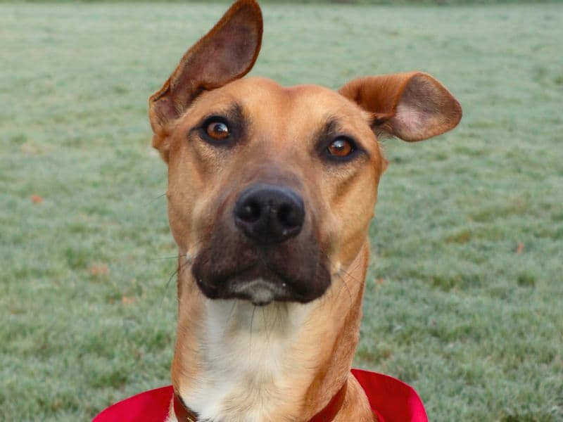 Charlie Harley photo 2