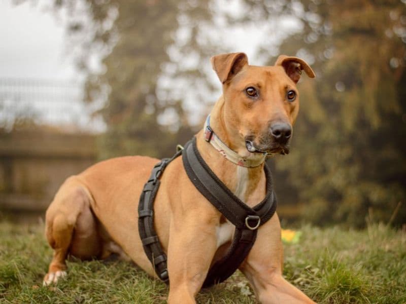 Captain Porkchop photo 2