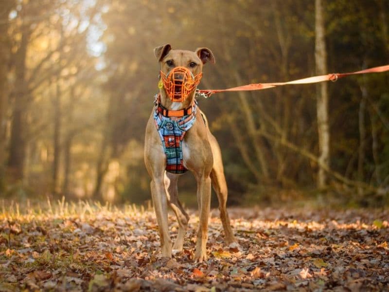 Captain Porkchop photo 4