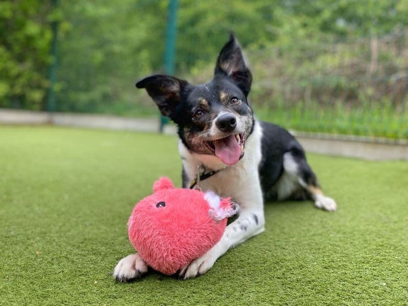 Poppy Flower photo 4