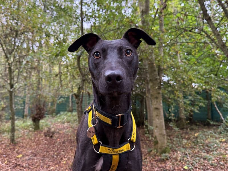 Lydia Longlegs photo 3