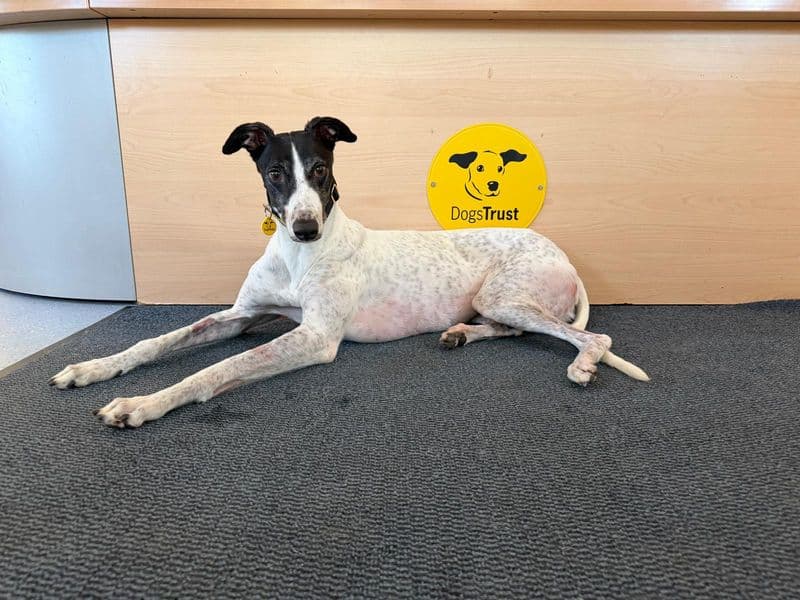 Laurel Longlegs photo 3