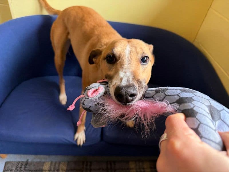 Lelli Longlegs photo 2