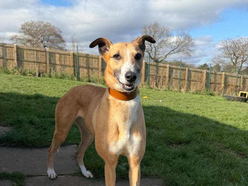 Lelli Longlegs photo 4