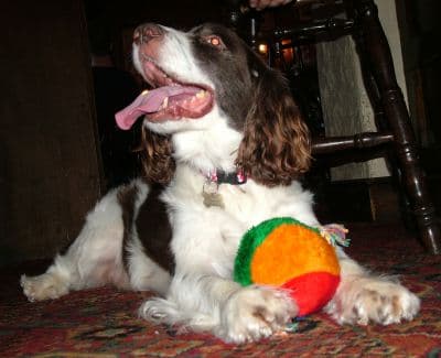 Jack Springer joins the pub staff — Unknown
