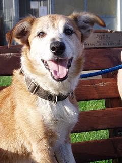 Bruno, Bath Cats & Dogs Home — Unknown