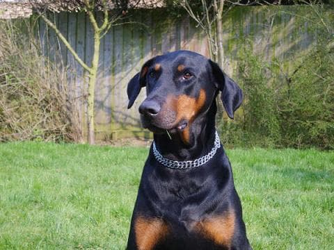 Jack Dobie — Unknown