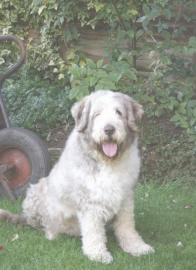 Murphy the Woolly Mammoth — Unknown