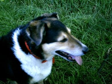 Cheerful Charlie — Unknown