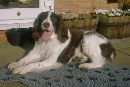 Jack Springer — Unknown