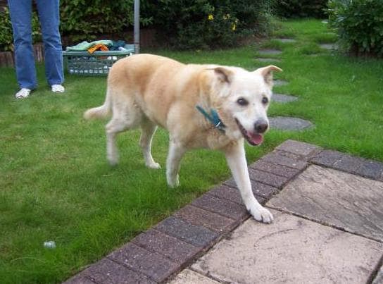 Bouncer loved his new life — Unknown