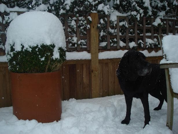 Barney the gentle giant — Unknown
