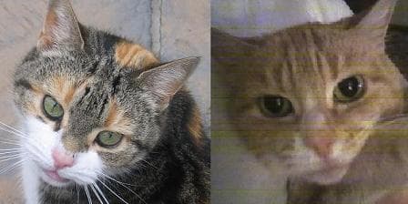 Lottie & Betty — Unknown