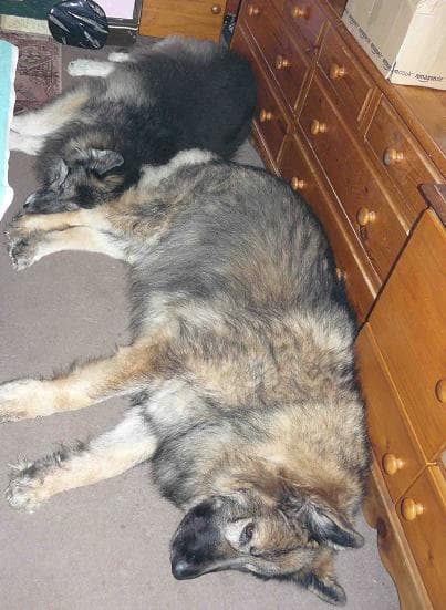 Sheena’s Story — Unknown