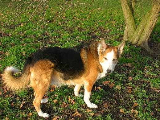 Sheppy perfection — Unknown