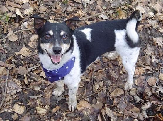 Happy Jack is home! — Unknown